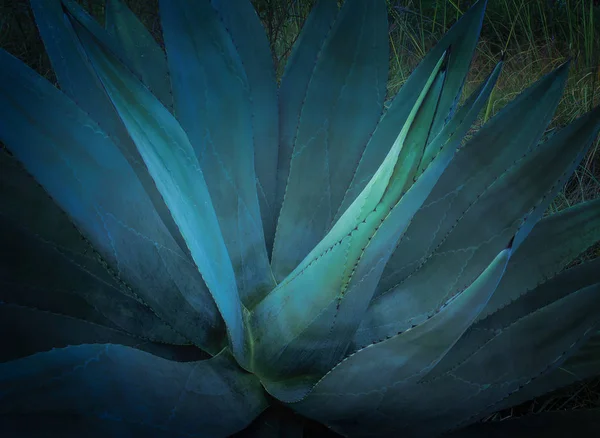 Blue Agave Plant México —  Fotos de Stock