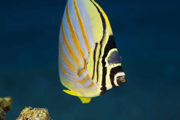 Primer Plano Butterflyfish Ornamentado Chaetodon Ornatissimus Maui Hawaii Estados Unidos — Foto de Stock