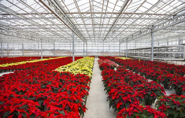 クリスマス シーズンに近づいている温室操作で栽培されたマルチカラーのポインセチアの行聖アルバート アルバータ州 カナダ — ストック写真