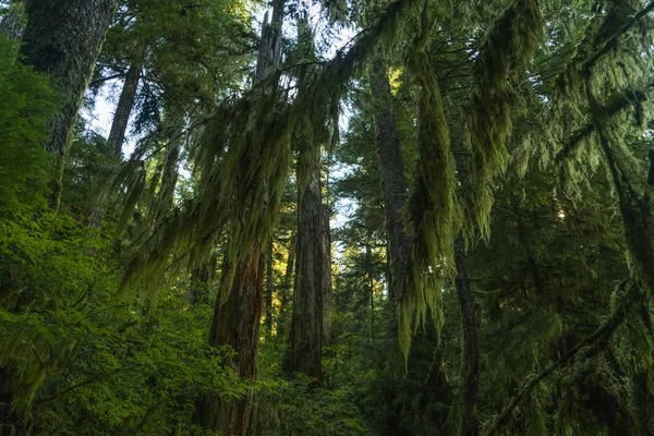 Fogliame Lussureggiante Sugli Alberi Con Muschio Appeso Rami Great Bear — Foto Stock