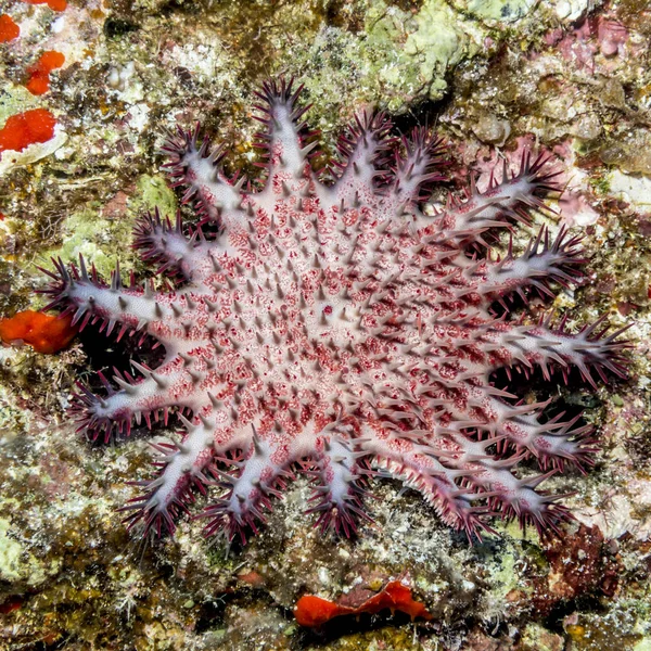 Juvenile Crown Thorns Acanthaster Planci Starfish Espalhou Rocha Viva Ilha — Fotografia de Stock