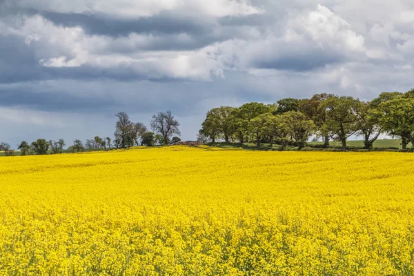Rapeseed Crop Blossoming Bright Yellow Cloudy Sky Northumberland England — Stock Photo, Image