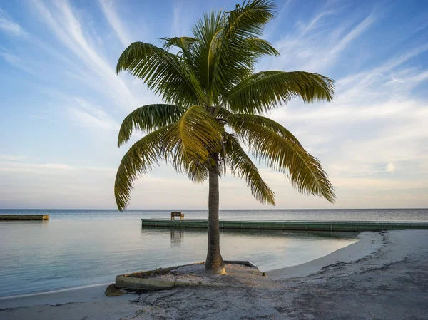 Pálmafa Egy Fehér Homokos Strand Napkeltekor Belize — Stock Fotó