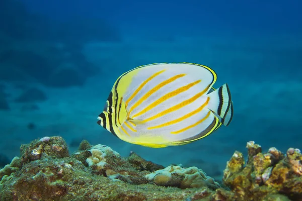 Ornate Butterflyfish Chaetodon Ornatissimus Makena Maui Hawaii Estados Unidos América — Fotografia de Stock