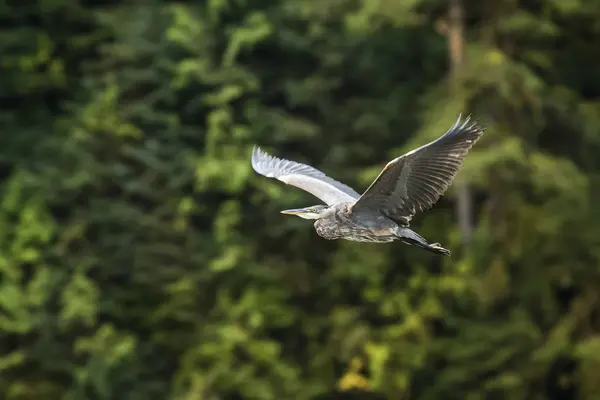 Great Blue Heron Ardea Herodias Voo Great Bear Rainforest Hartley — Fotografia de Stock