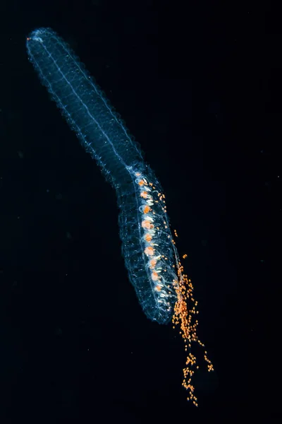 Unterwasseraufnahme Der Vermeintlichen Siphonophorenart Agalma Okeni Aufgenommen Während Eines Blackwater — Stockfoto