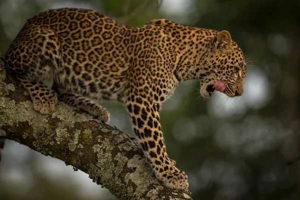 Close Majestic Leopard Tree Branch Maasai Mara National Reserve Kenya — Stock Photo, Image