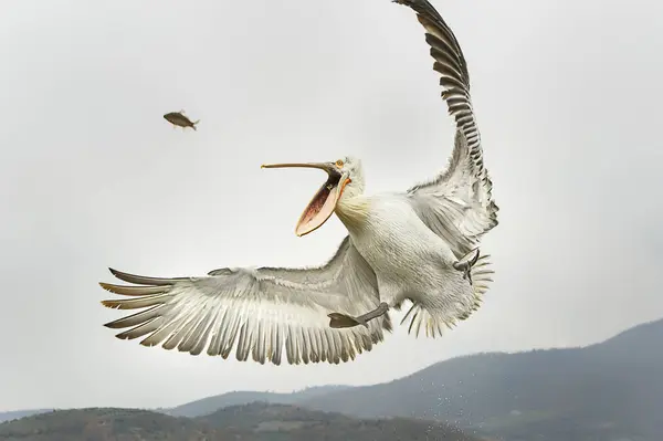 空に魚を捕るダルメシアン ペリカン — ストック写真