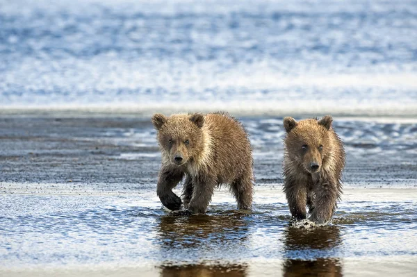 Милые Медведи Кодиак Естественной Среде Обитания — стоковое фото