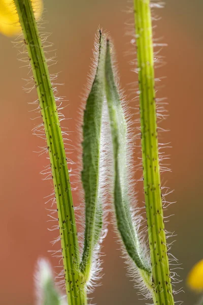 ミラー イメージをするかのように同じに見える庭に並べて黒スーザン茎の成長します アストリア オレゴン州 アメリカ合衆国 — ストック写真