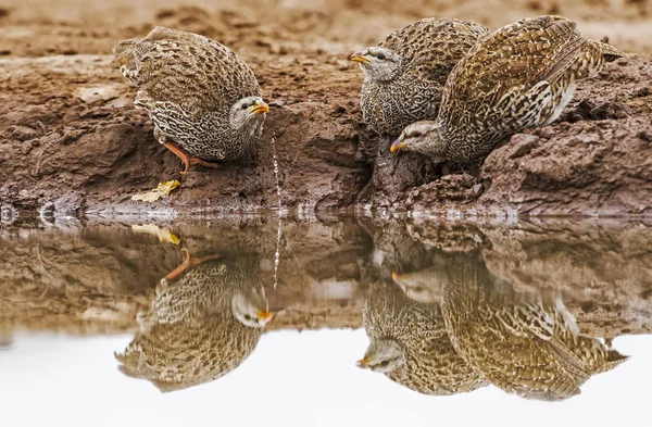 Drie Natal Spurfowls Het Drinken Van Water Natuur — Stockfoto