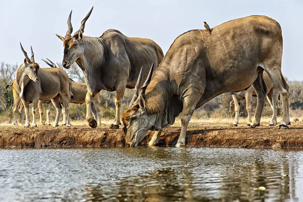 Eland Taurotragus Oryx Acqua Potabile Mashatu Botswana — Foto Stock