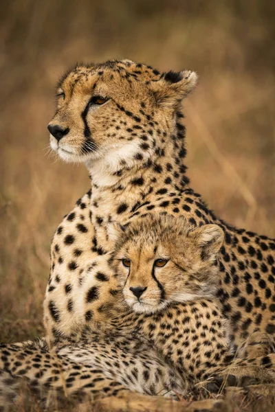 Niedlichen Mächtigen Geparden Safari Massai Mara National Reserve Kenia — Stockfoto