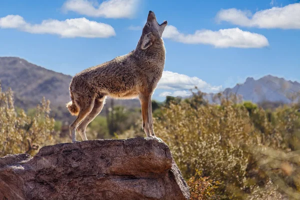 Howling Wolf Canis Lupus Tuscon Arizona Estados Unidos América — Fotografia de Stock