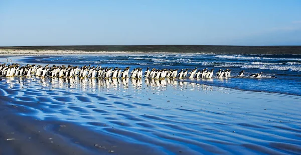 Gruppen Gentoo Pingviner Promenader Stranden — Stockfoto