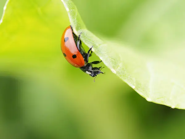 Ladybug Bok Choi Motion Eating Aphid Upper Marlboro Maryland United — Stock Photo, Image