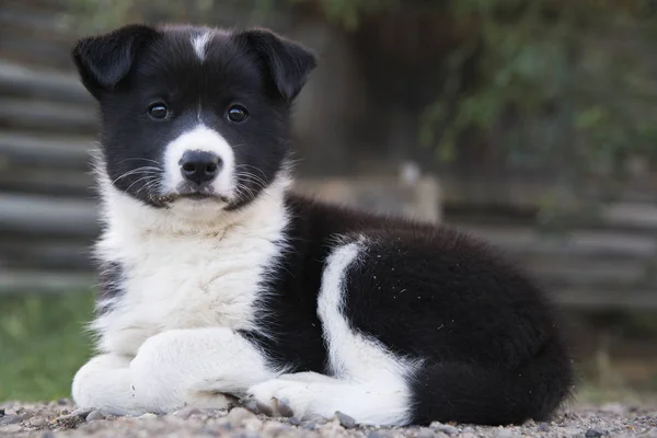 Bir Husky Portresi Çapraz Köpek Yavrusu Eski Karga Yukon Kanada — Stok fotoğraf