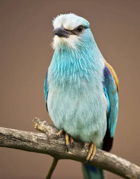 Zbliżenie Kolorowy Ptak Siedzący Gałęzi Niewyraźne Tło — Zdjęcie stockowe