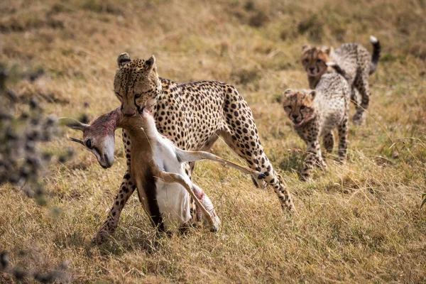 Guépards Puissants Mignons Safari Réserve Nationale Maasai Mara Kenya — Photo