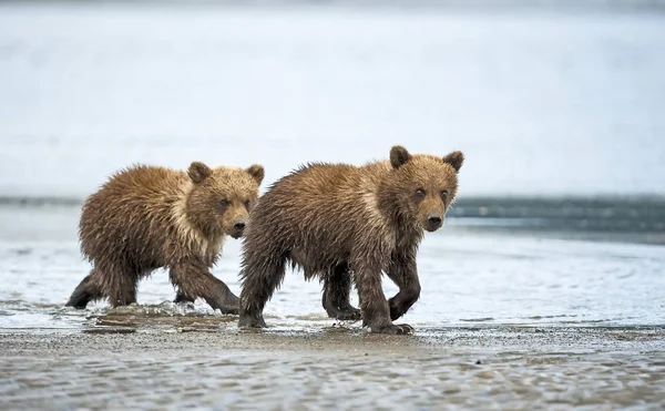 Niedliche Kodiak Bären Natürlichem Lebensraum — Stockfoto