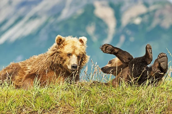 Милые Медведи Кодиак Естественной Среде Обитания — стоковое фото