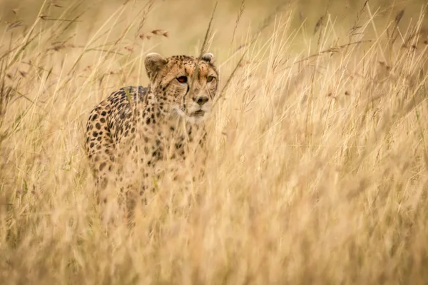 Ładny Potężny Gepard Kenii Safari Masai Mara National Reserve — Zdjęcie stockowe