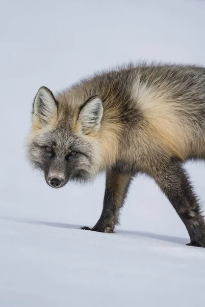 可爱的红狐走在冬天的雪 — 图库照片