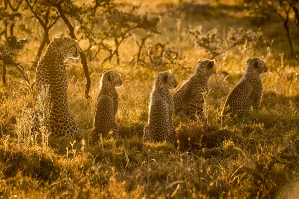 Aranyos Hatalmas Gepárdok Safari Maasai Mara National Reserve Kenya — Stock Fotó