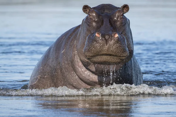 Vedere Pitorească Maiestuos Drăguț Hippopotamus Natură Sălbatică — Fotografie, imagine de stoc