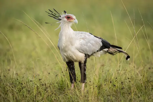 Sekretarz Ptak Stojący Długiej Zielonej Trawie — Zdjęcie stockowe