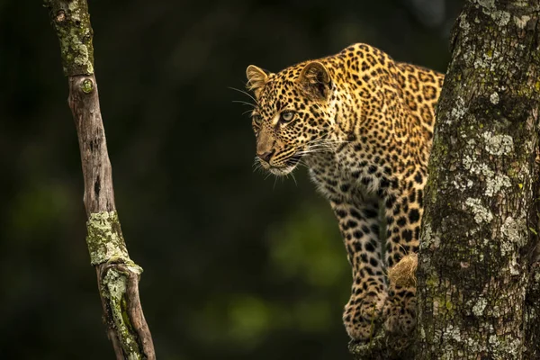 Leopardí Odhlédneme Lišejníky Porostlého Větví — Stock fotografie