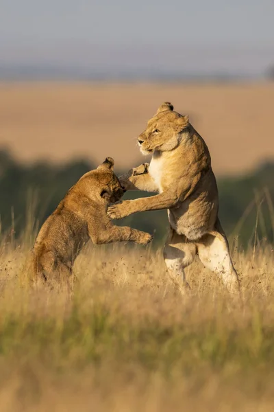 Scenic View Majestic Lions Fighting Wild Nature — Stock Photo, Image
