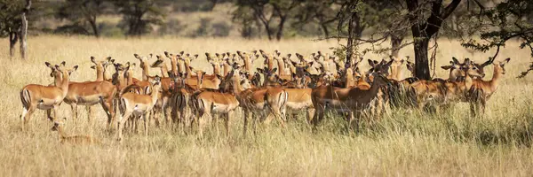 Grupo Hermosos Impalas Pie Naturaleza Salvaje — Foto de Stock