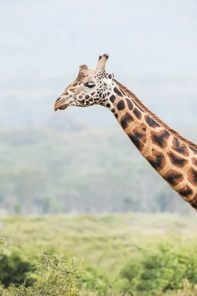 Portrait Cute Giraffe Blurred Landscape — Stock Photo, Image