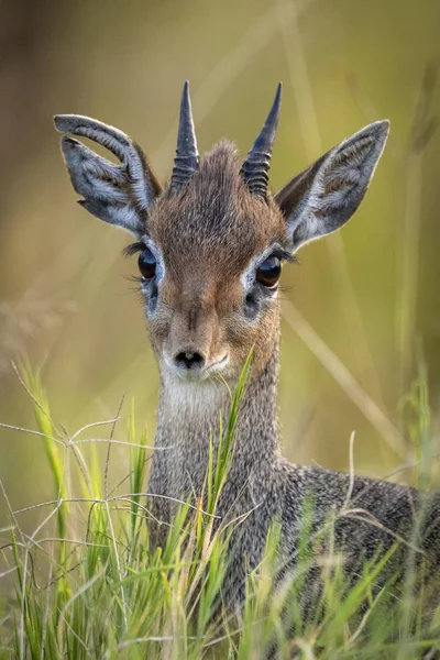 Kirks Did Dik Madoqua Kirkii Çimlerin Üzerinde Maasai Mara Ulusal — Stok fotoğraf