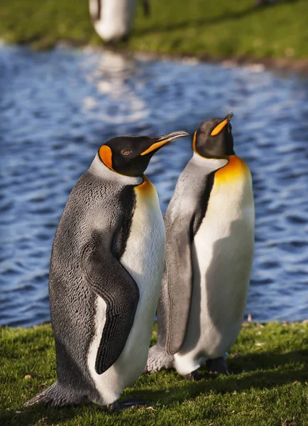 King Penguin Standing Together Zoo — Stock Photo, Image