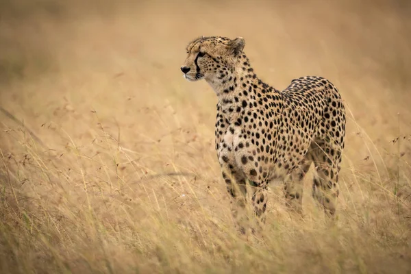 Selectieve Focus Shot Van Majestic Cheetah Wilde Natuur — Stockfoto
