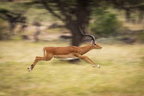 Zijaanzicht Van Majestic Impala Running Motion Blur — Stockfoto