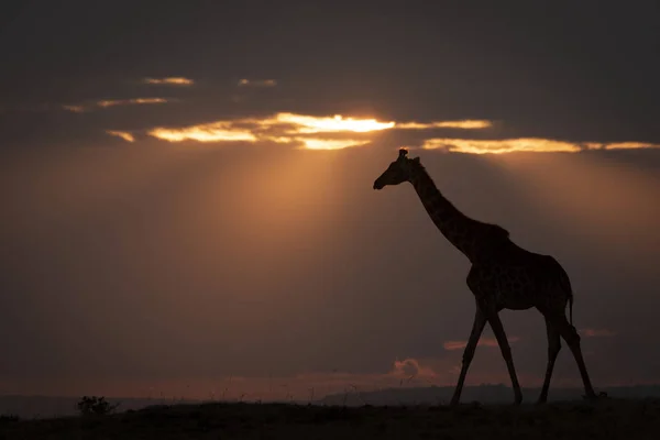 Silhouette Girafe Marchant Contre Horizon Coucher Soleil — Photo