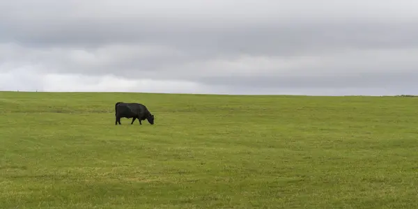 Distant View Black Cow Green Meadow — Stock Photo, Image