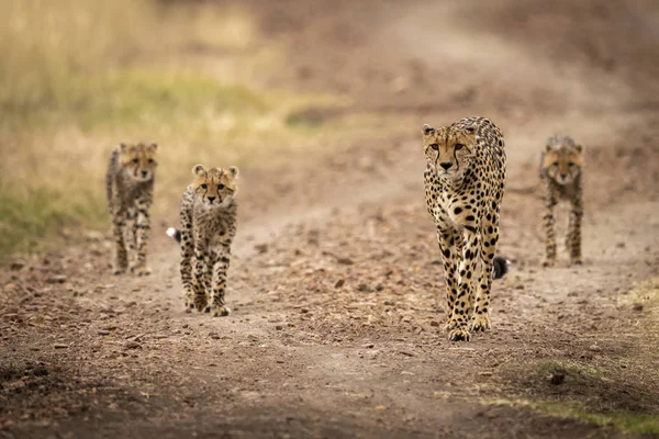 Roztomilý Majestátní Gepardi Divoké Přírodě — Stock fotografie