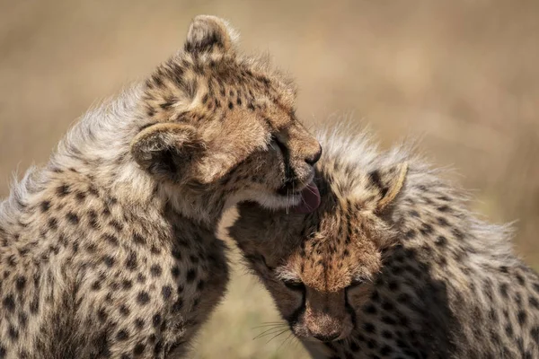 Roztomilý Majestátní Gepardi Divoké Přírodě — Stock fotografie