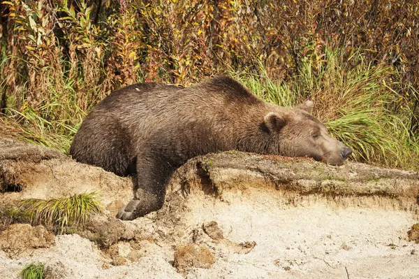岩の上でリラックスする野生の自然で壮大なクマの景色 — ストック写真
