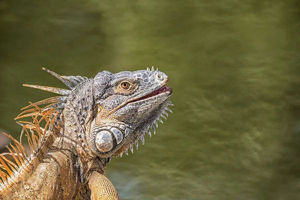 Primer Plano Iguana Verde Iguana Iguana Corozal Belice — Foto de Stock