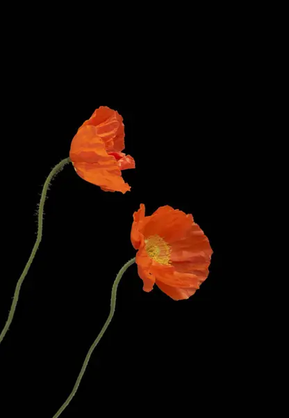 Zwei Rote Mohnblumen Auf Schwarzem Hintergrund — Stockfoto