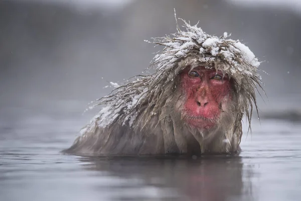 Macaco Neve Macaca Fuscata Macaco Japonês Água Com Neve Cabeça — Fotografia de Stock