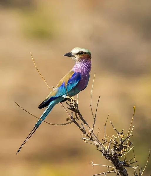 Apicoltore Uccello Meropidae Con Piumaggio Colorato Appollaiato Ramo Africa — Foto Stock