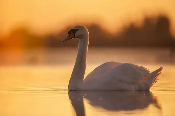 Cigno Che Nuota Tramonto Con Cielo Arancione Riflesso Sull Acqua — Foto Stock