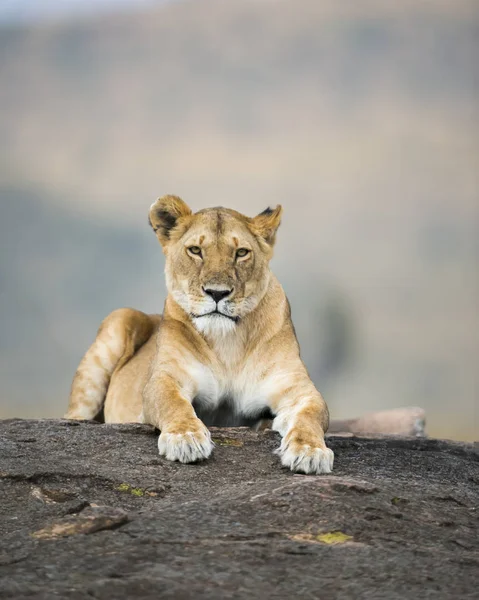 Leona Tendida Sobre Una Roca Reserva Nacional Maasai Mara Kenia — Foto de Stock