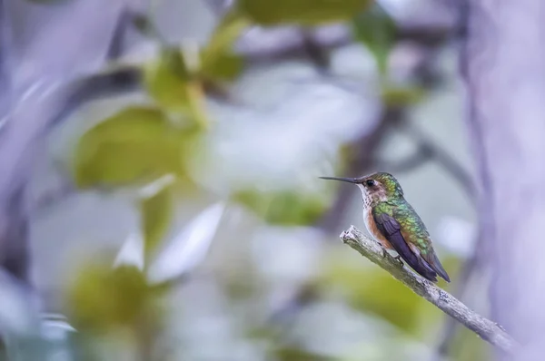 Hummingbird Med Färgglad Fjäderdräkt Uppe Gren — Stockfoto